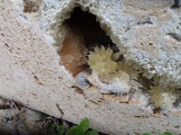 /album/fotogaleria-inicio/dsc03117-jpg/